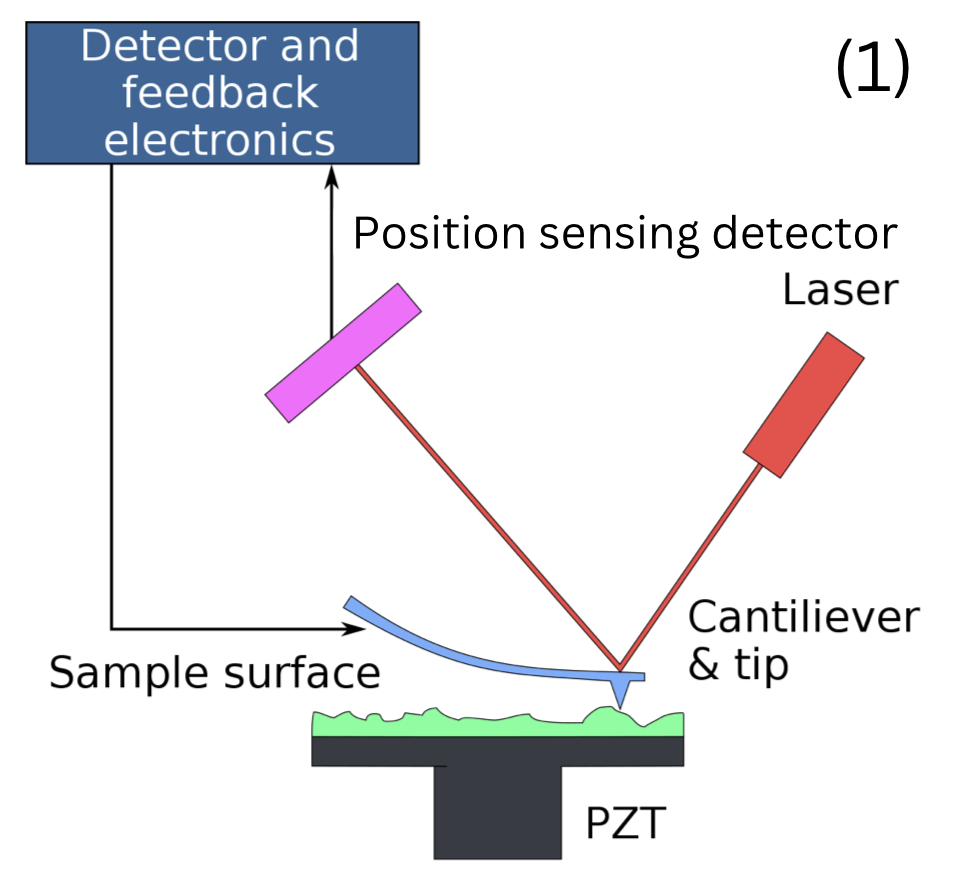 AFM principle: laser, cantilever, PSD
